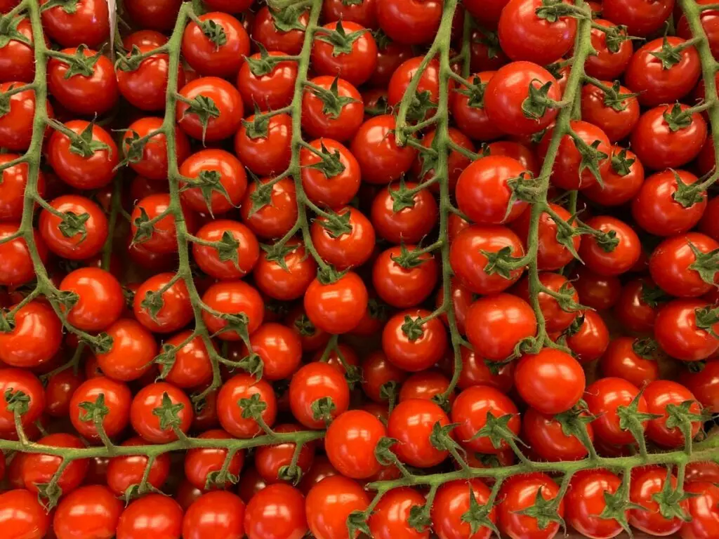 Улучшаем посевы томата