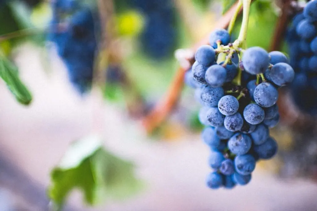 Улучшаем посадки винограда