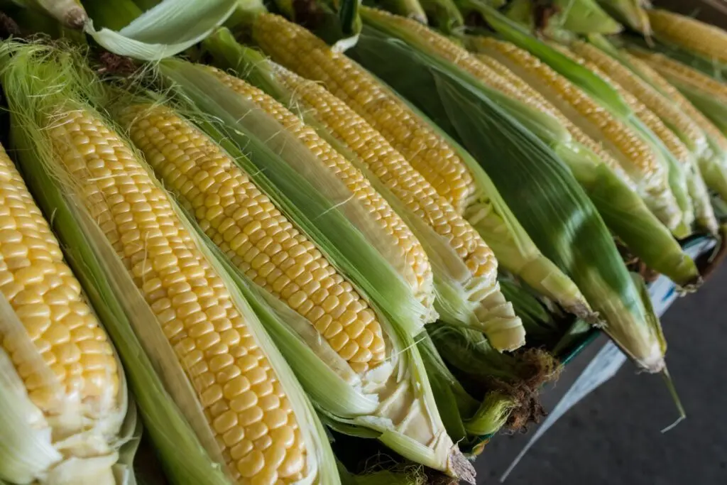 Улучшаем посевы кукурузы